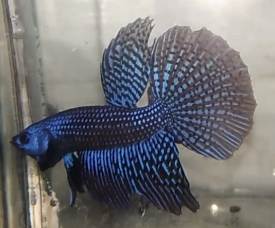 betta784