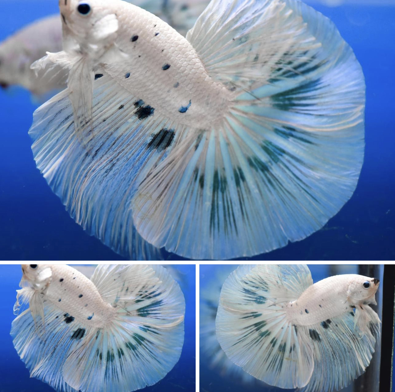 betta786