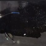 betta791