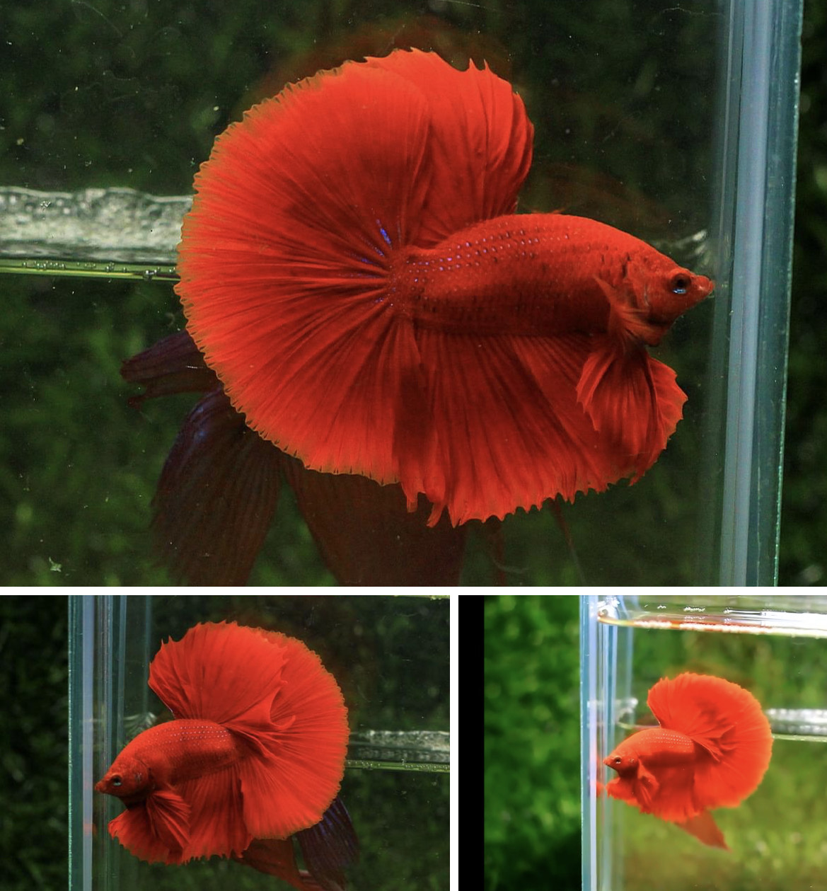 betta792