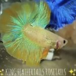 betta799