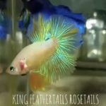 betta800