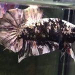 betta796