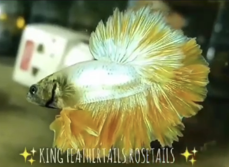 betta802