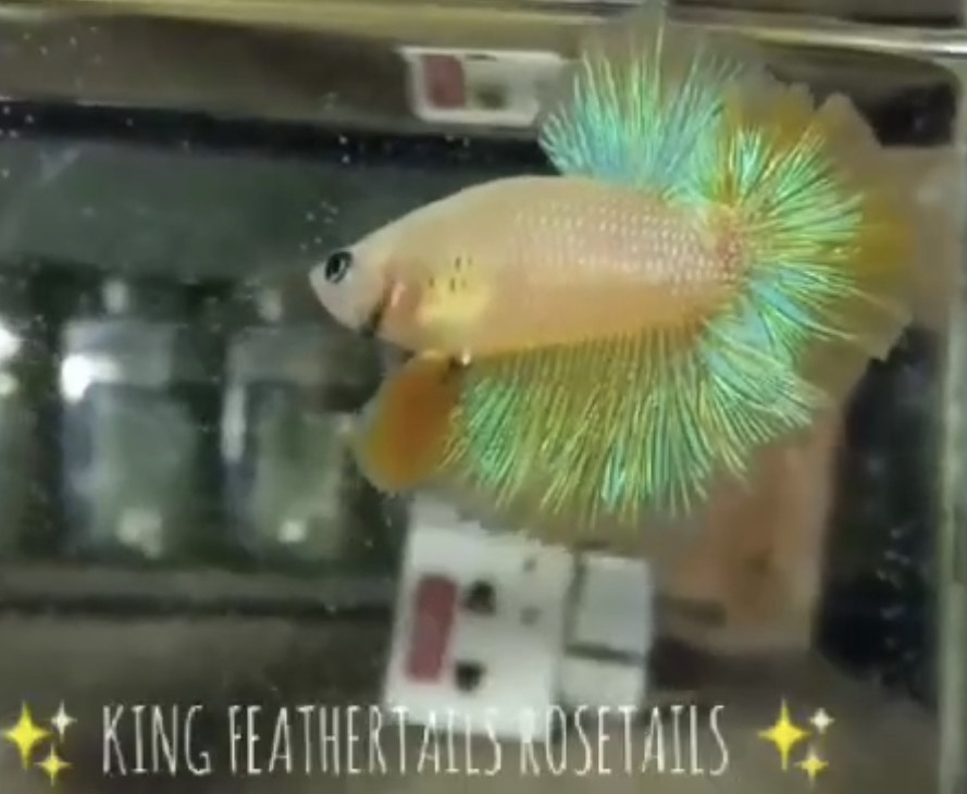 betta801