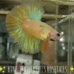 betta801