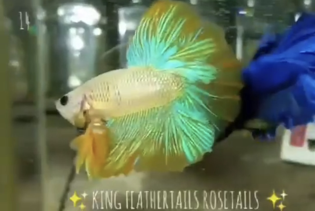 betta799