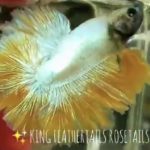 betta802