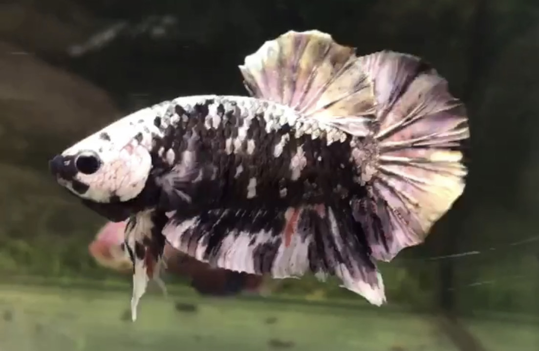 betta796