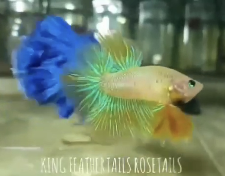 betta800