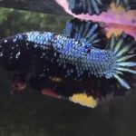 betta798