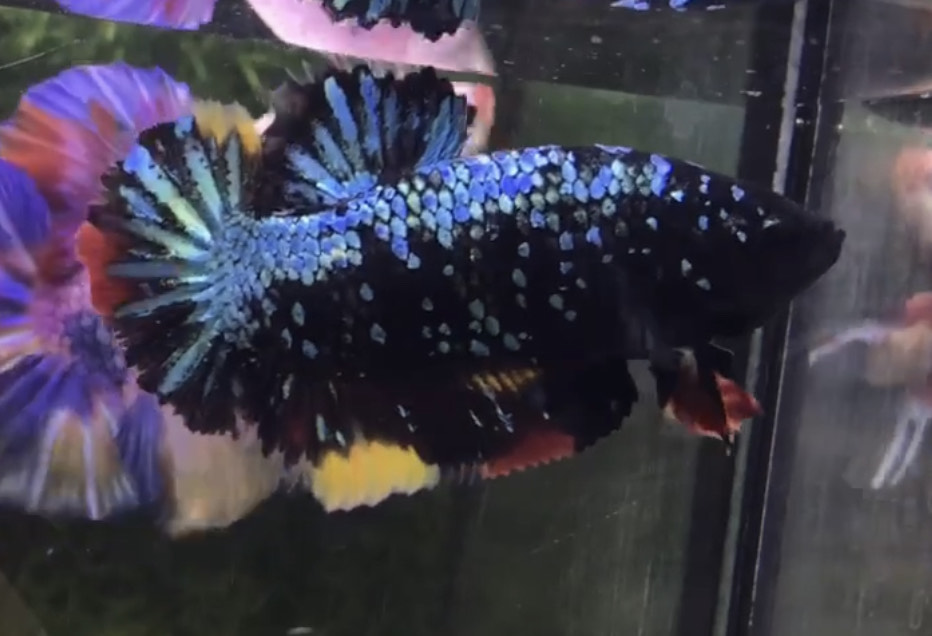 betta798