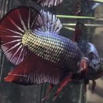 betta797