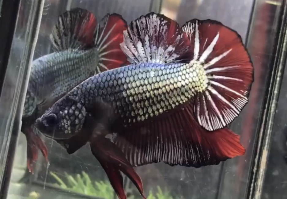 betta797