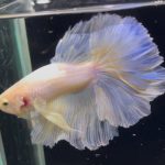 betta803