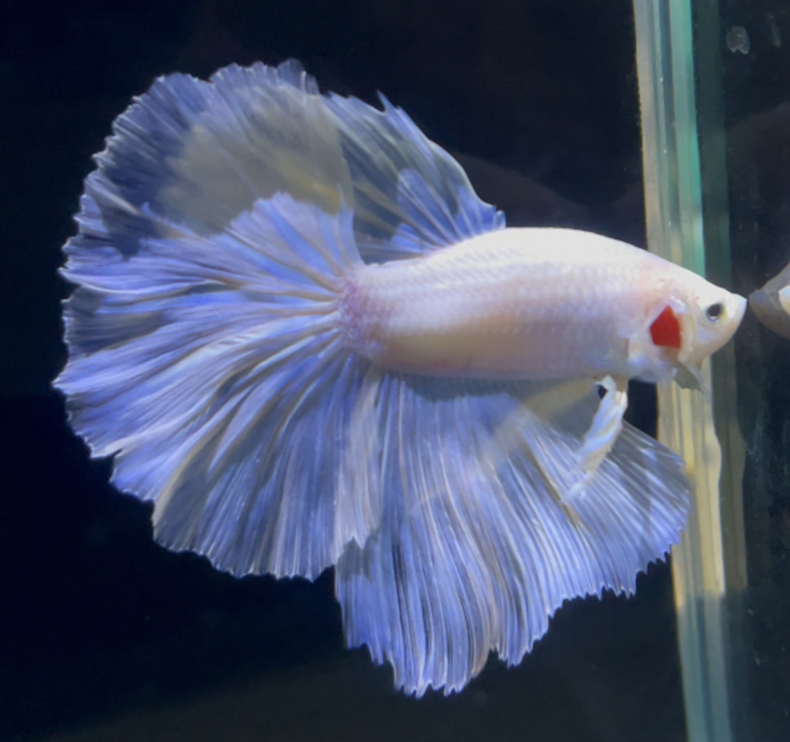 betta803
