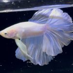betta803