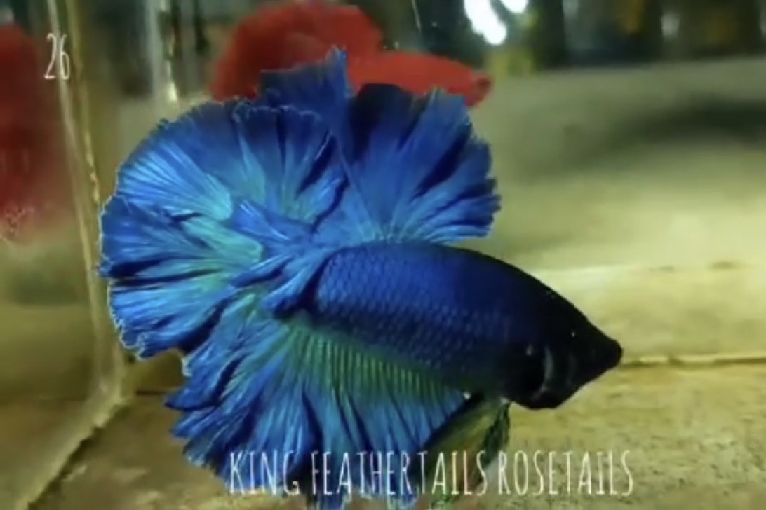 betta806