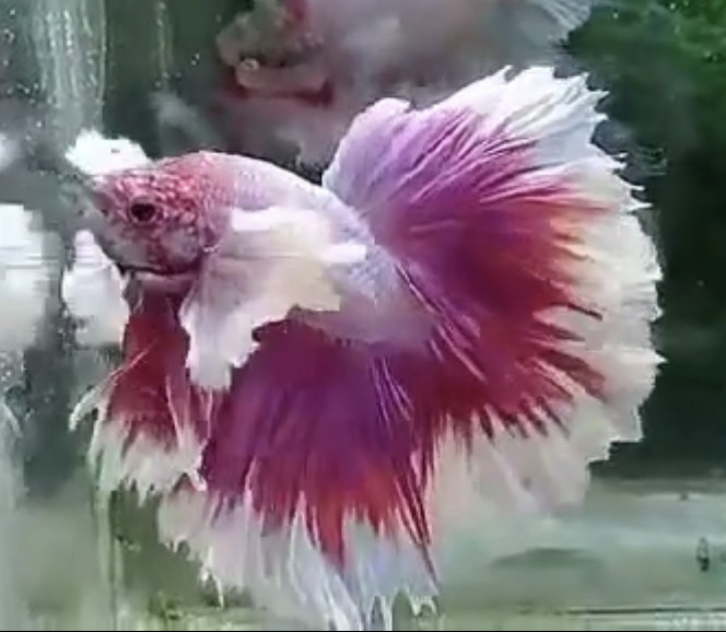 betta805