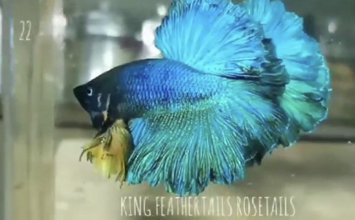 betta808