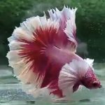 betta805