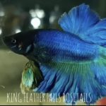 betta806