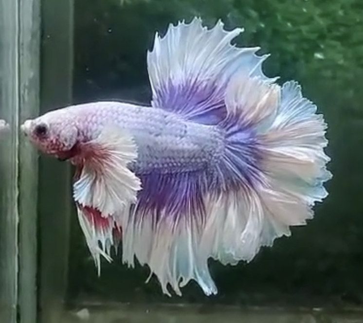 betta804