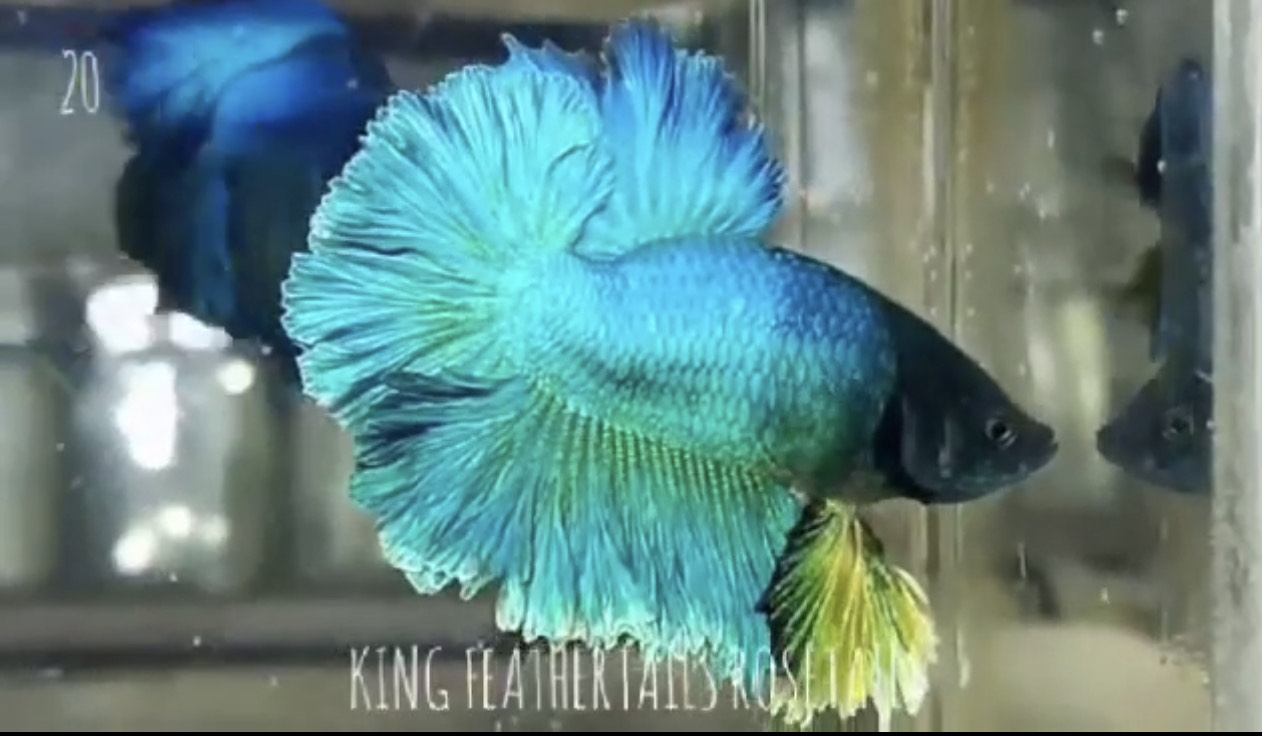 betta807