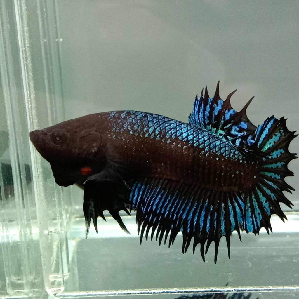 betta810