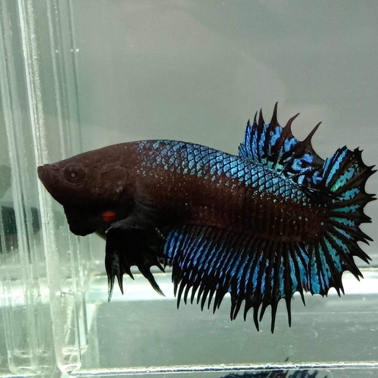 betta810