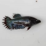 betta810
