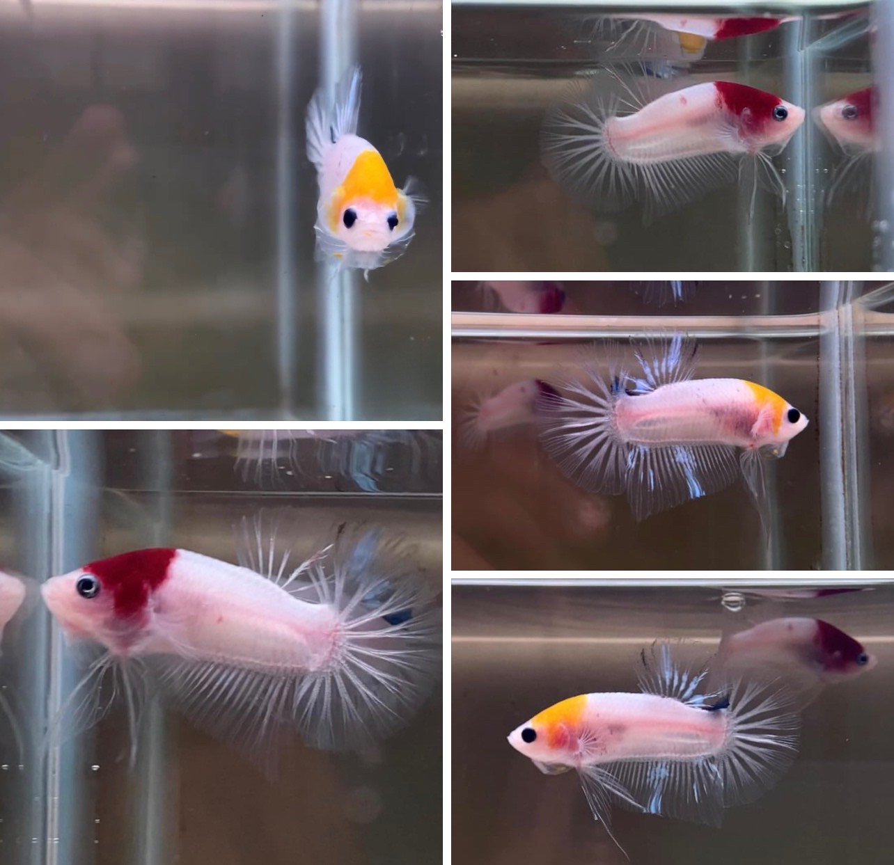 betta811