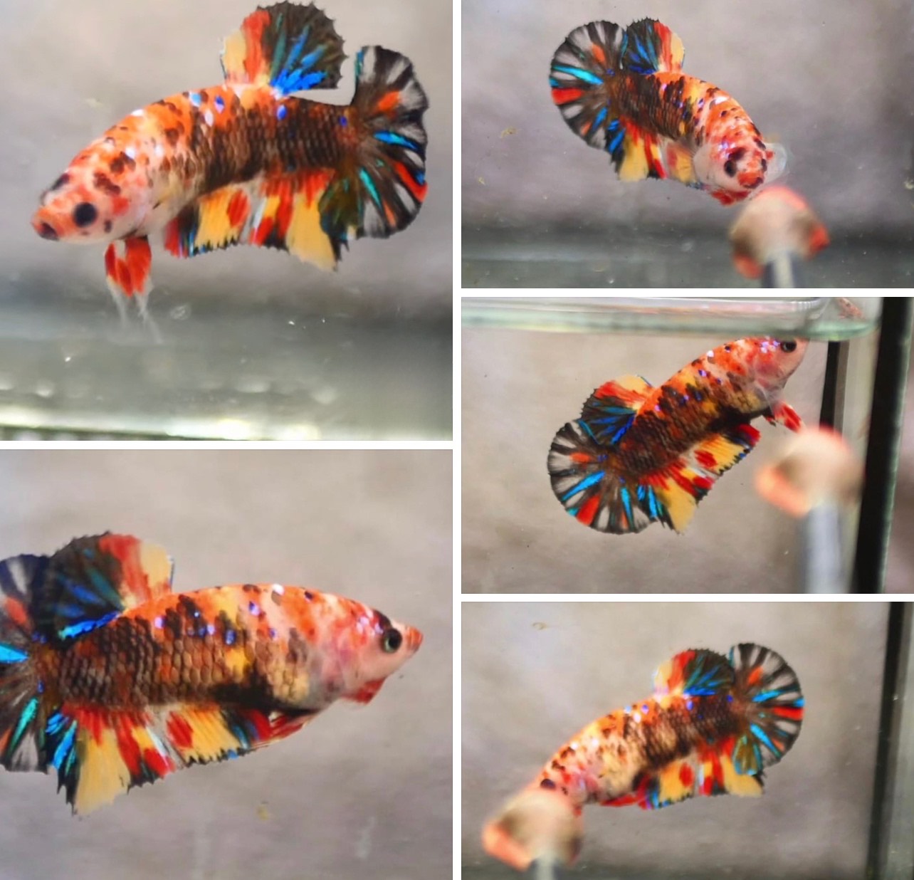 betta822