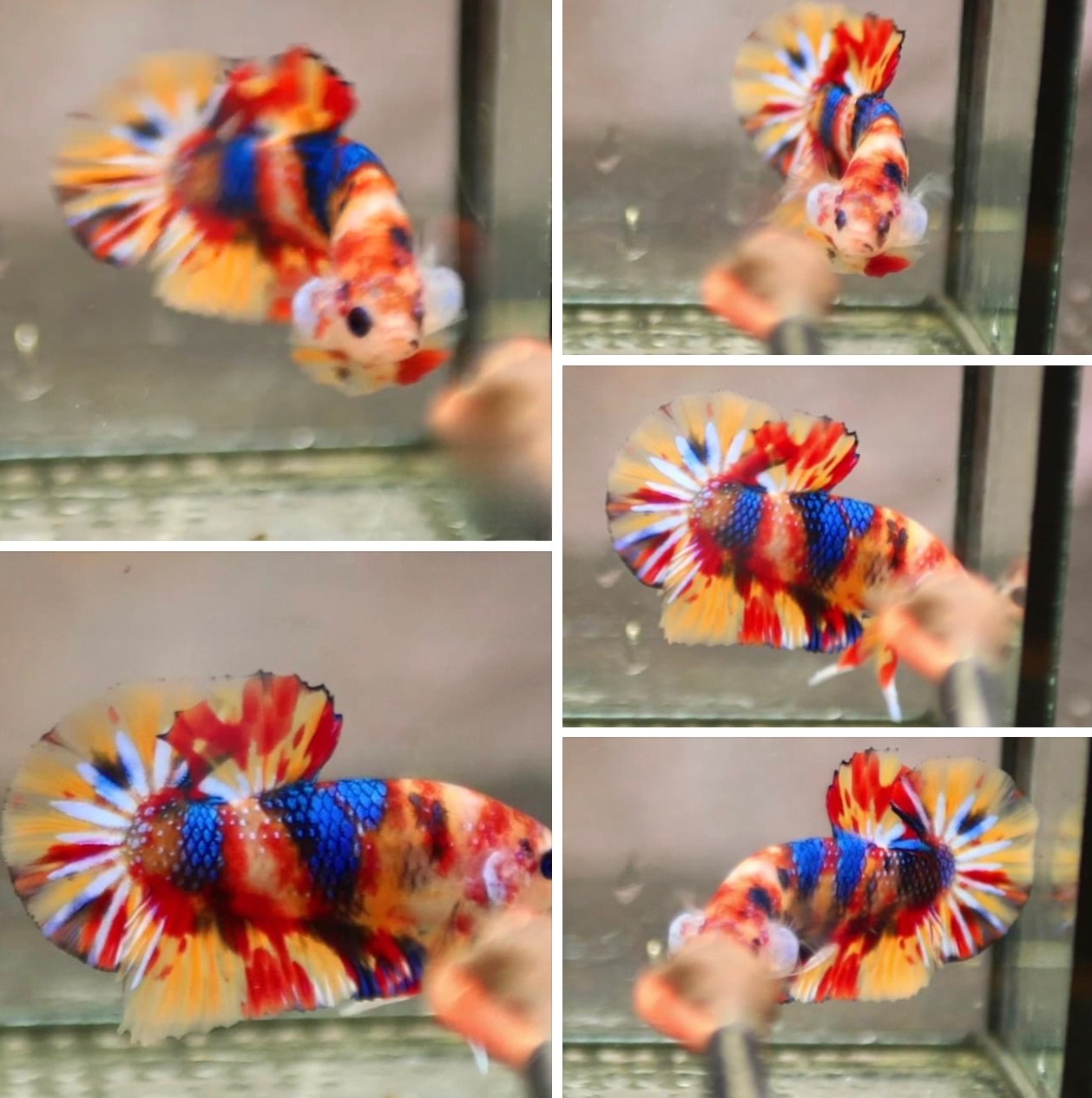 betta823