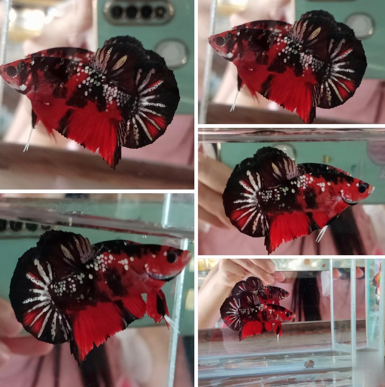 betta830