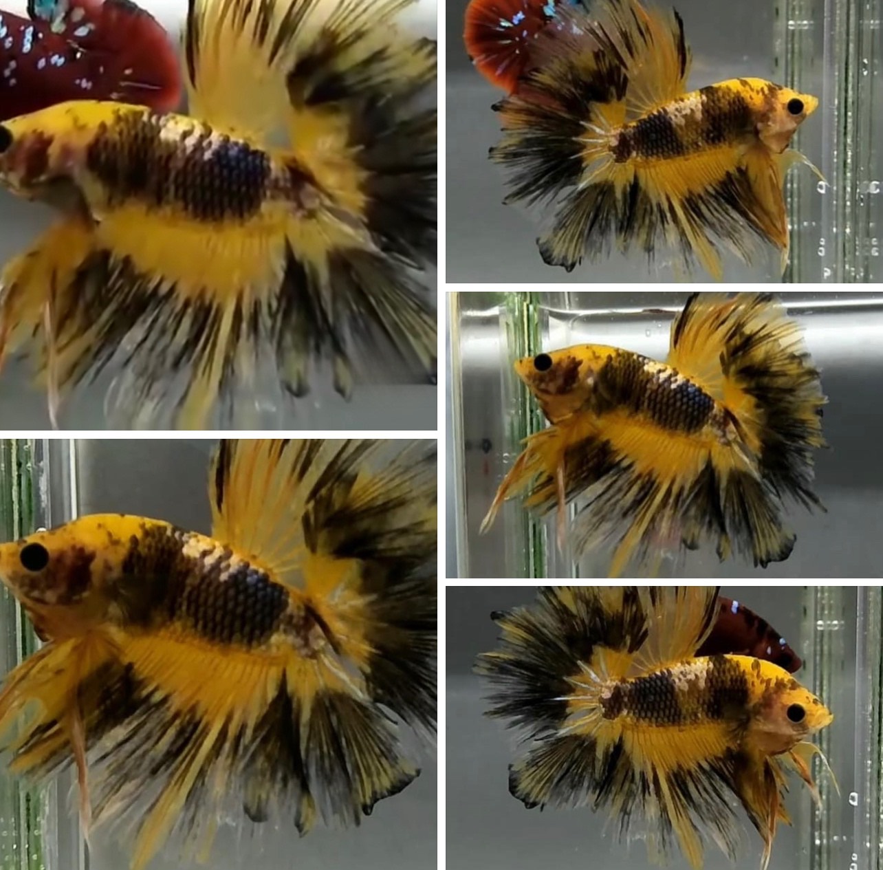 betta828