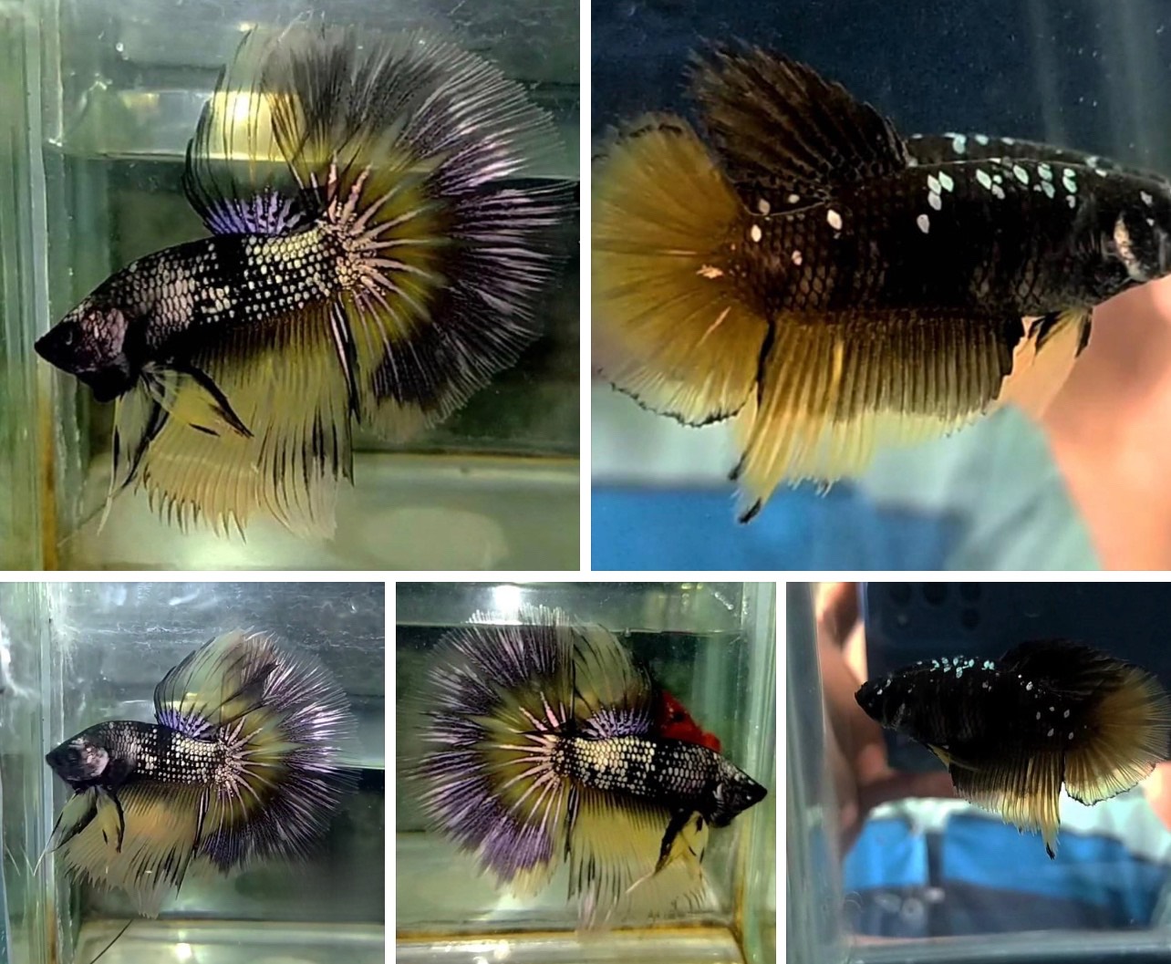 betta826