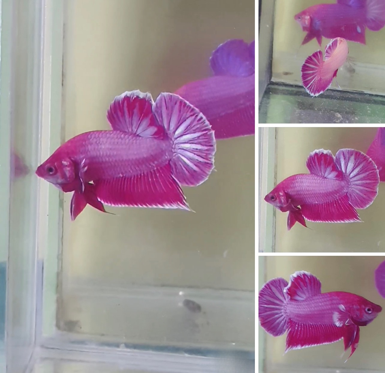 betta832
