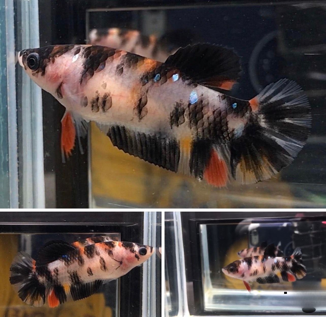 betta838