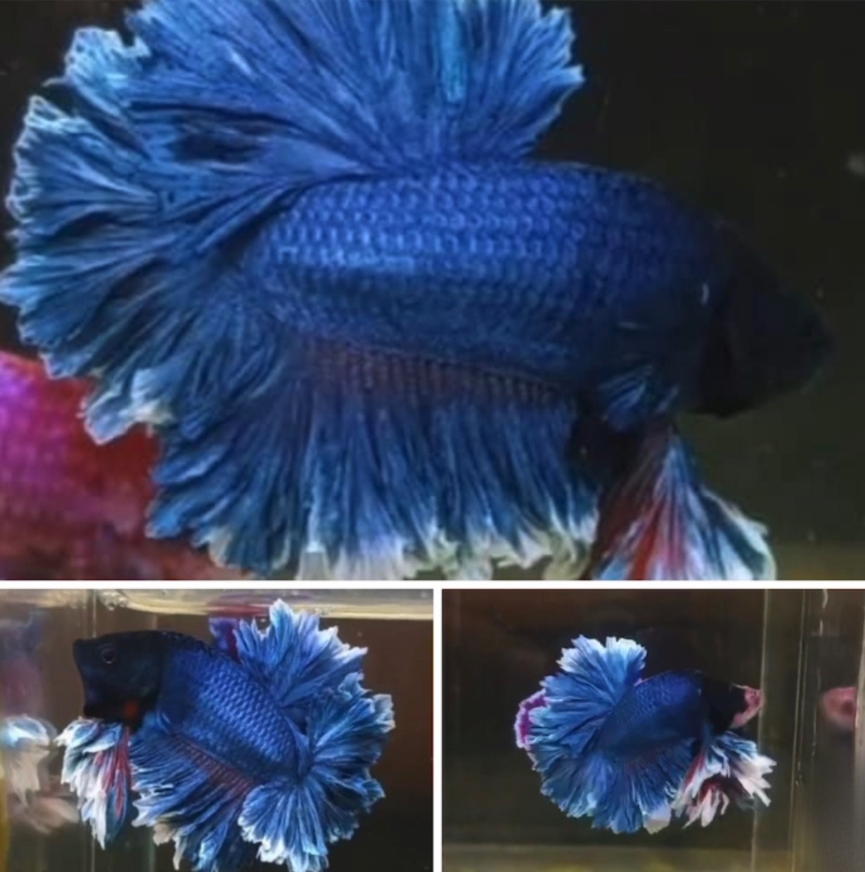 betta837