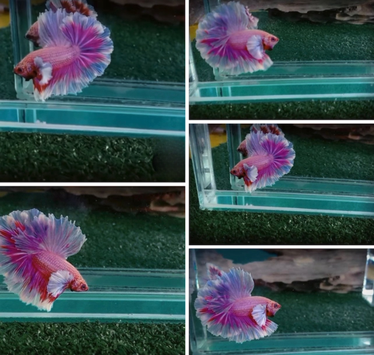 betta842