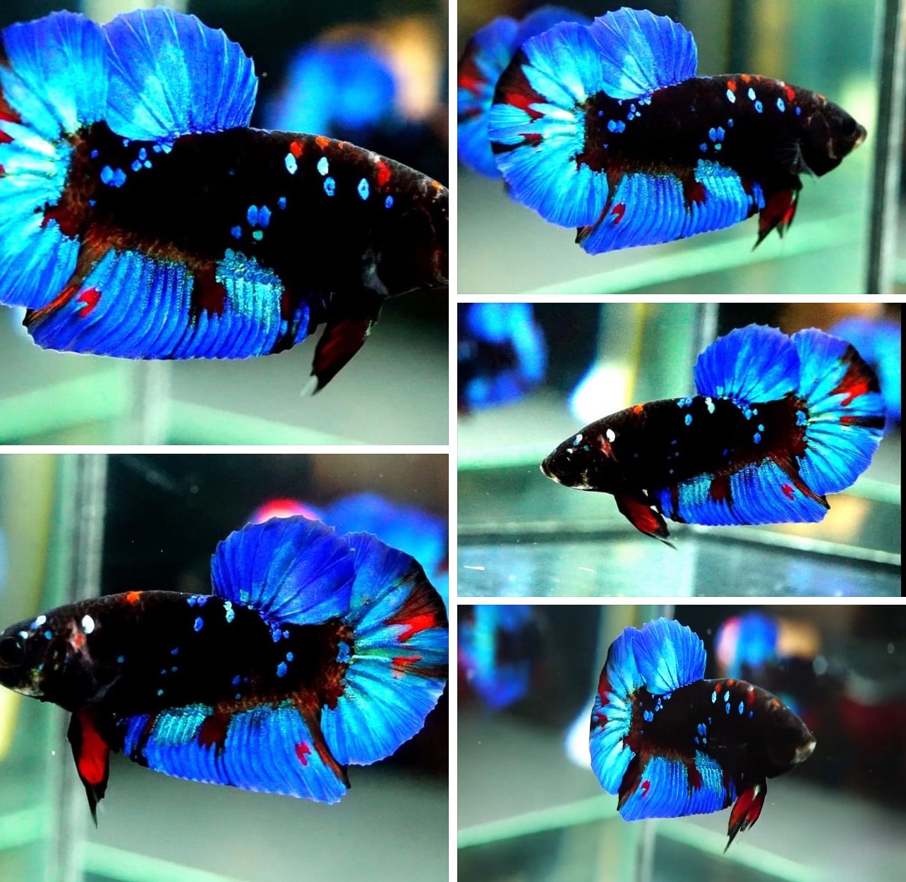 betta846