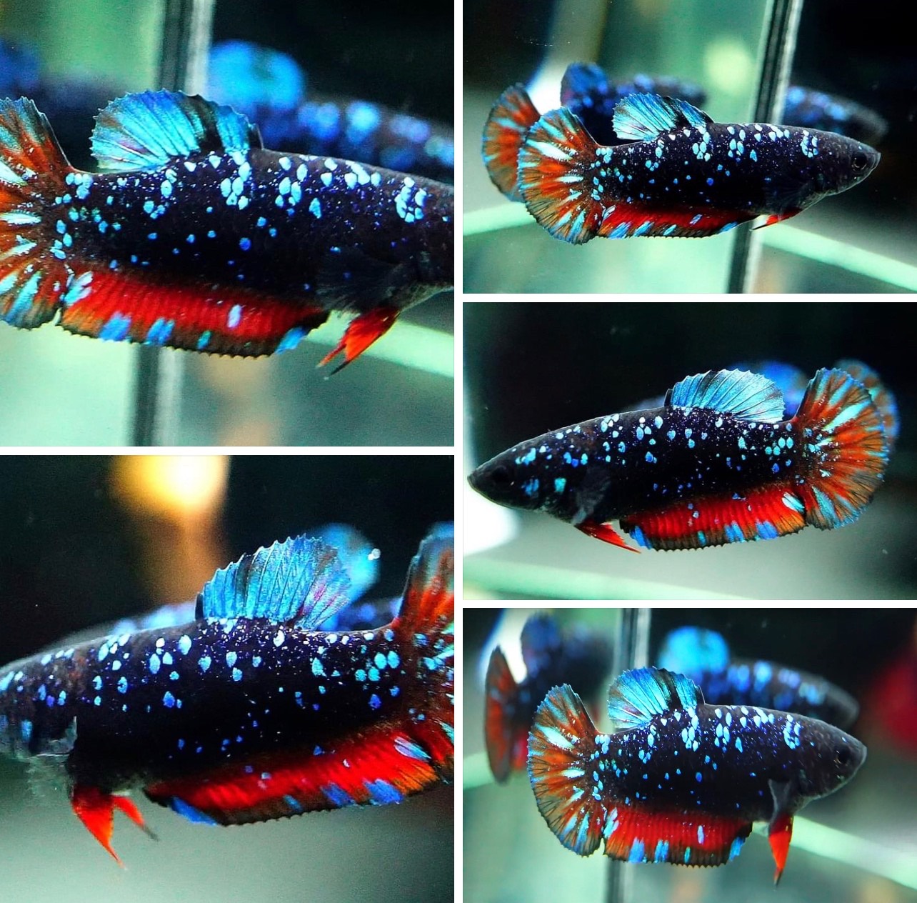 betta847