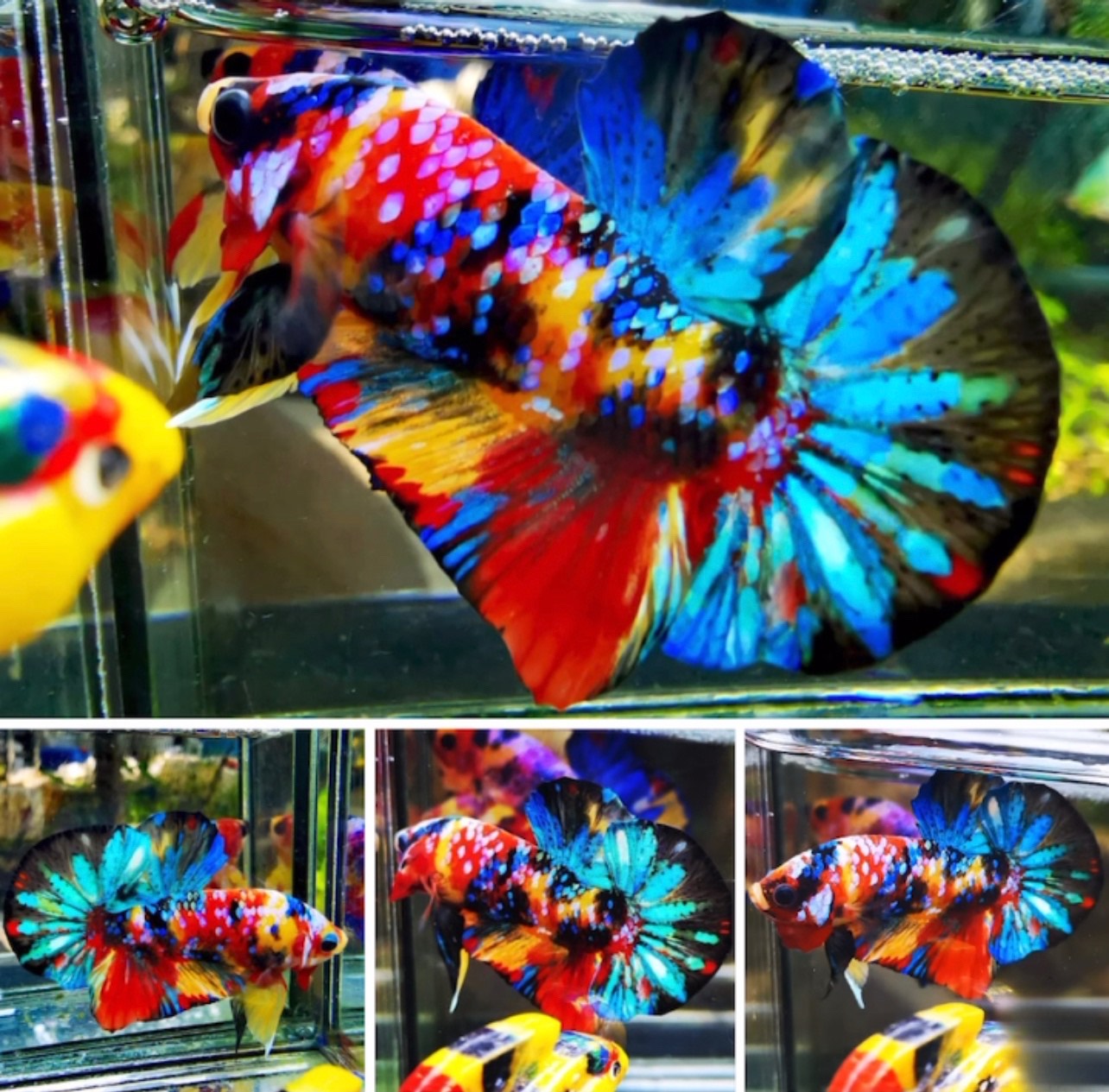 betta860