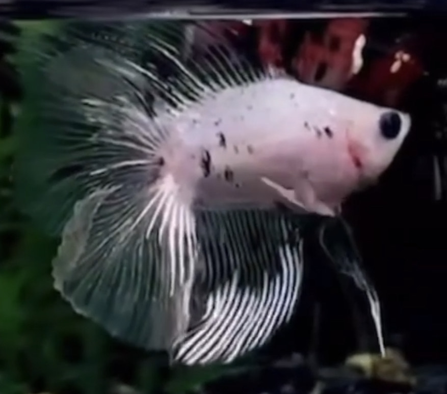 betta812
