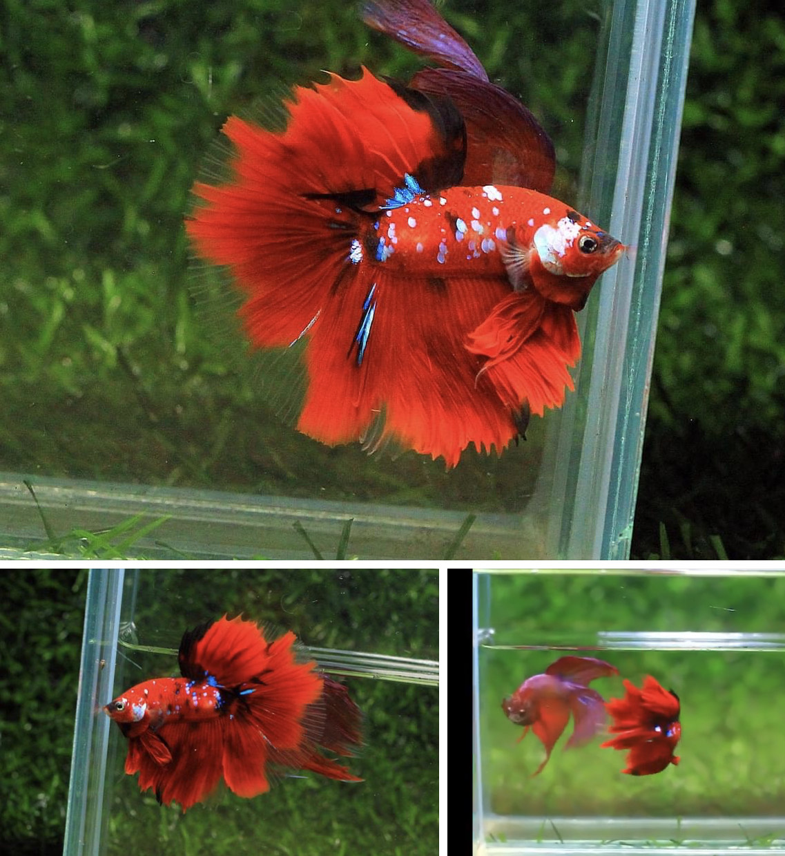 betta813