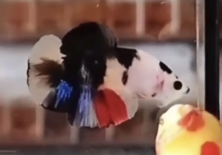 betta814
