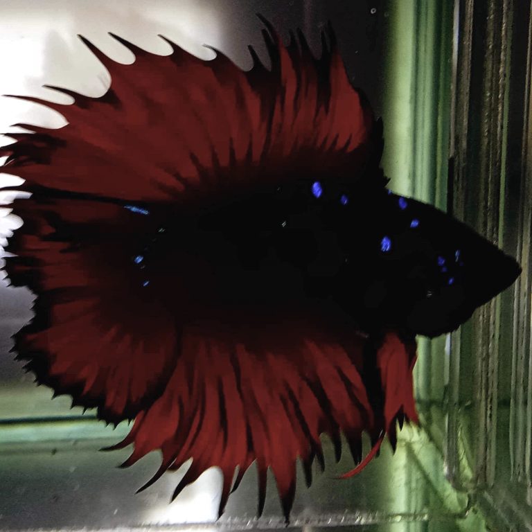 betta809