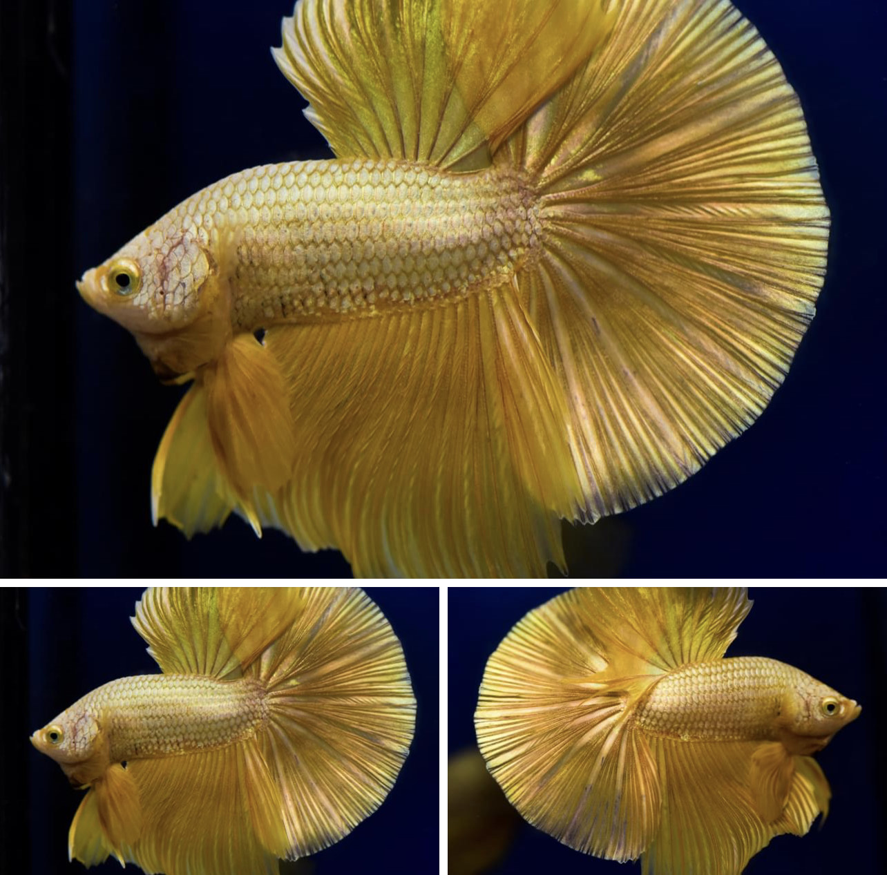 betta815