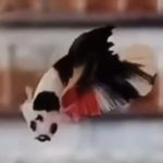 betta814